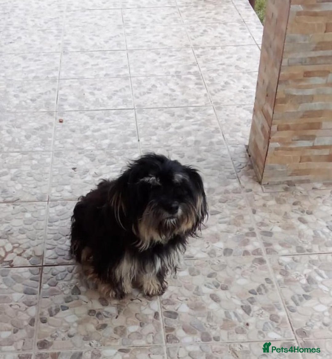 Bichon Frise dogs for adoption: Meet TOTO - a Lovely small boy for a Loving Home - Image 6