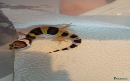 Leopard Gecko reptiles for sale: Baby leopard geckos  - Image 3