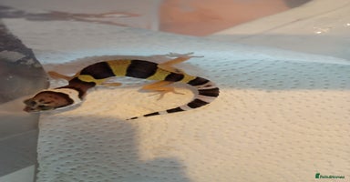 Leopard Gecko reptiles - Advert 2