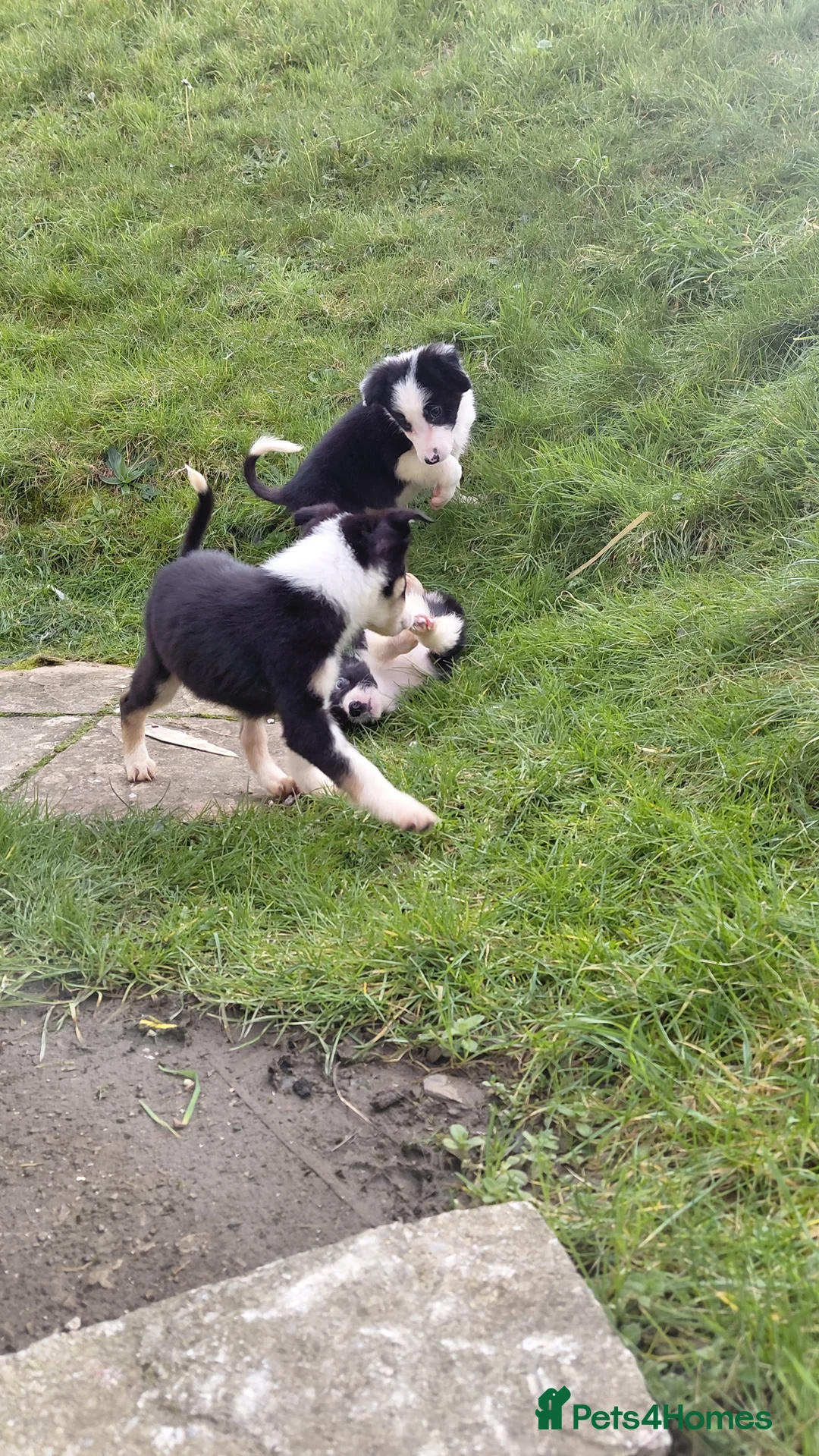Border Collie dogs for sale: Border collie puppies tris + b/w - Advert 19