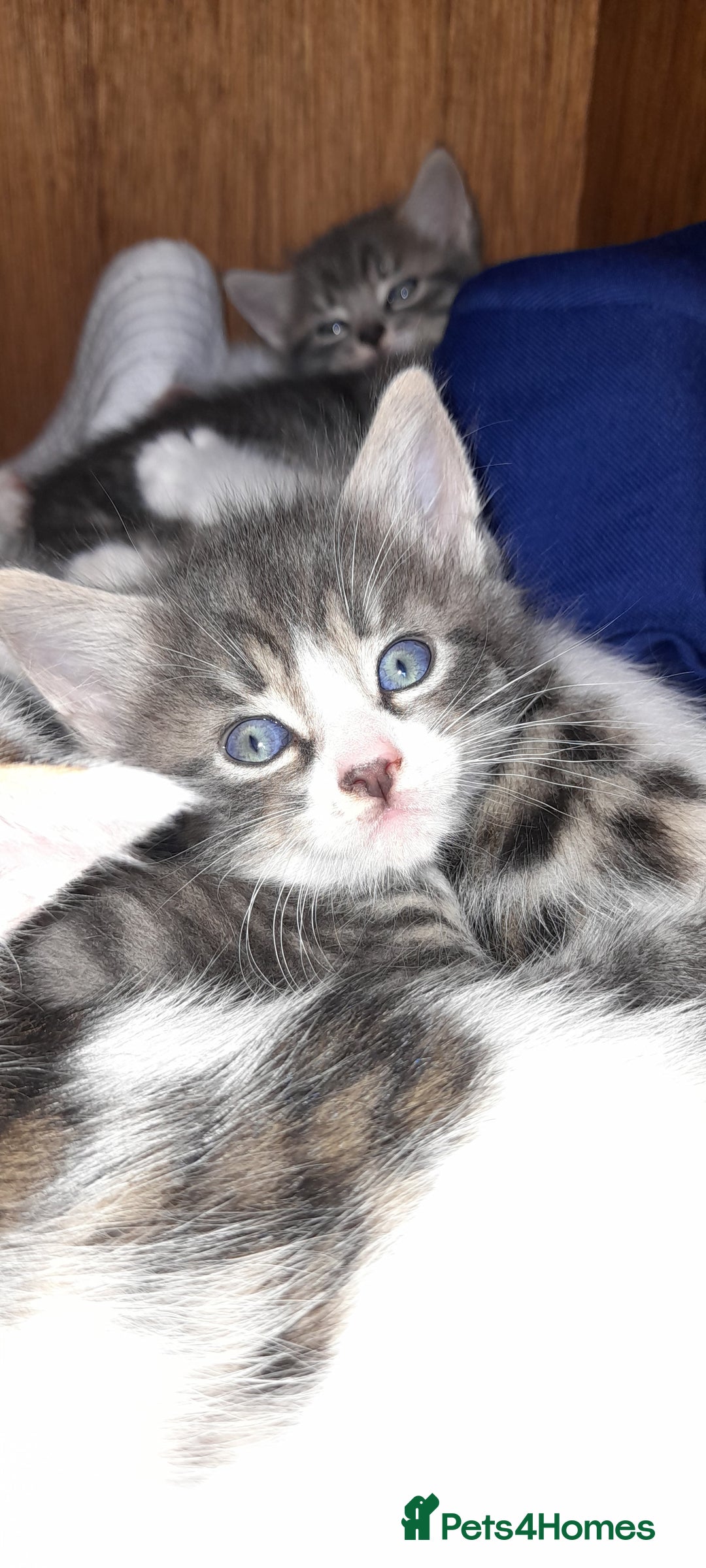 Mixed Breed cats for sale: Beautiful mixed kittens(only 1 boy left) - Image 9