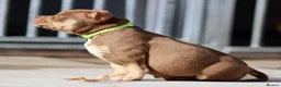 American Bully dogs for sale: READY NOW American Bullys  - Advert 3