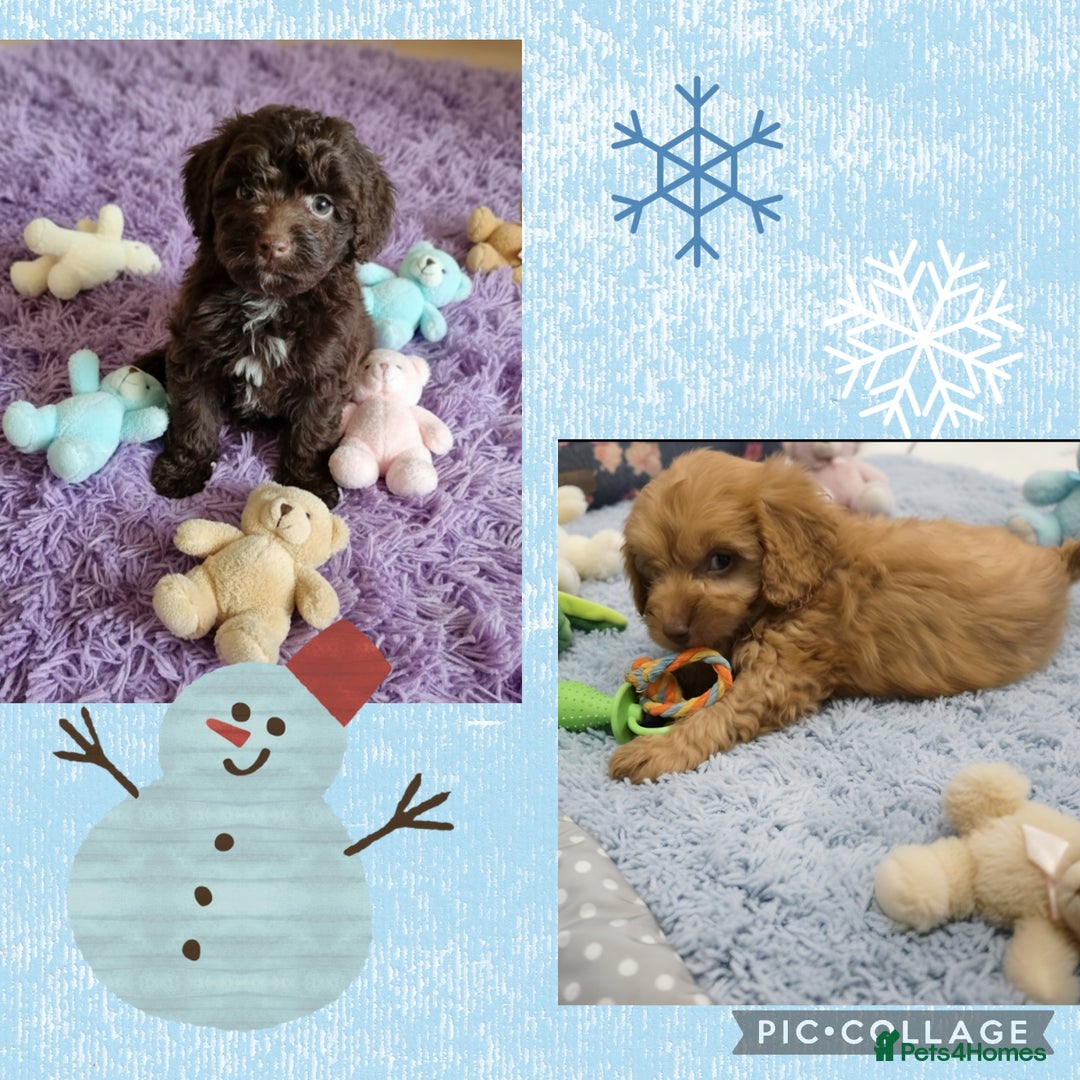 Cockapoo dogs for sale: Cockapoo puppies - Advert 11