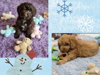 Cockapoo dogs Cockapoo puppies - Advert 14