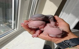 Sphynx cats for sale: Beautiful sphinx kittens  - Image 4