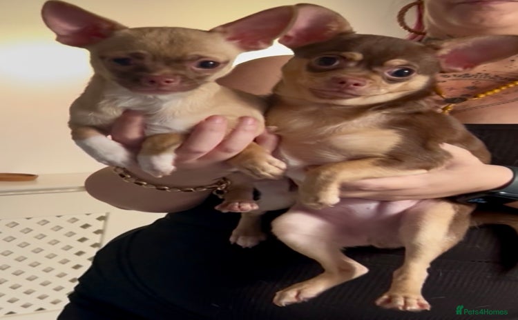 Chihuahua dogs - Advert 1