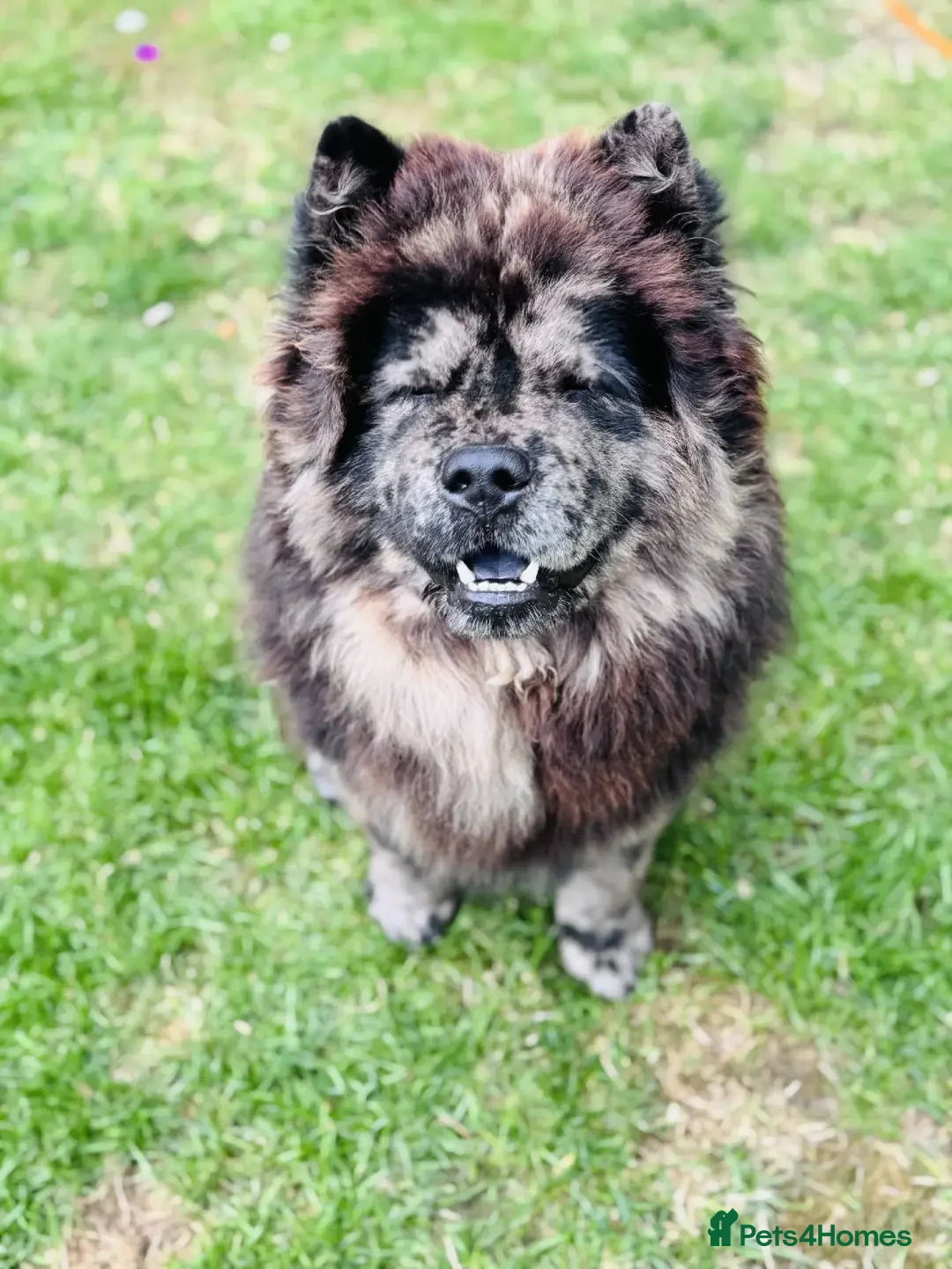 Chow Chow dogs for stud: Mr pablo esco chow - Advert 2