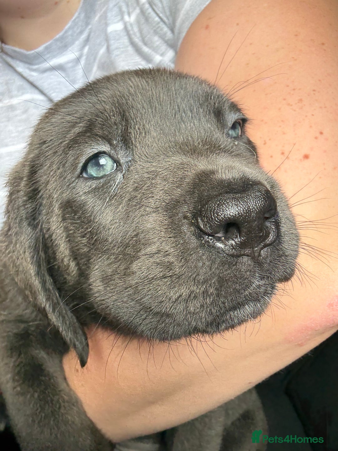 Cane Corso dogs for sale: 2 blue & 2 black cane corso girls! Can leave now🐾 - Image 10