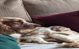 Cocker Spaniel dogs for sale: Show Type cocker spaniel puppies for sale - Image 8