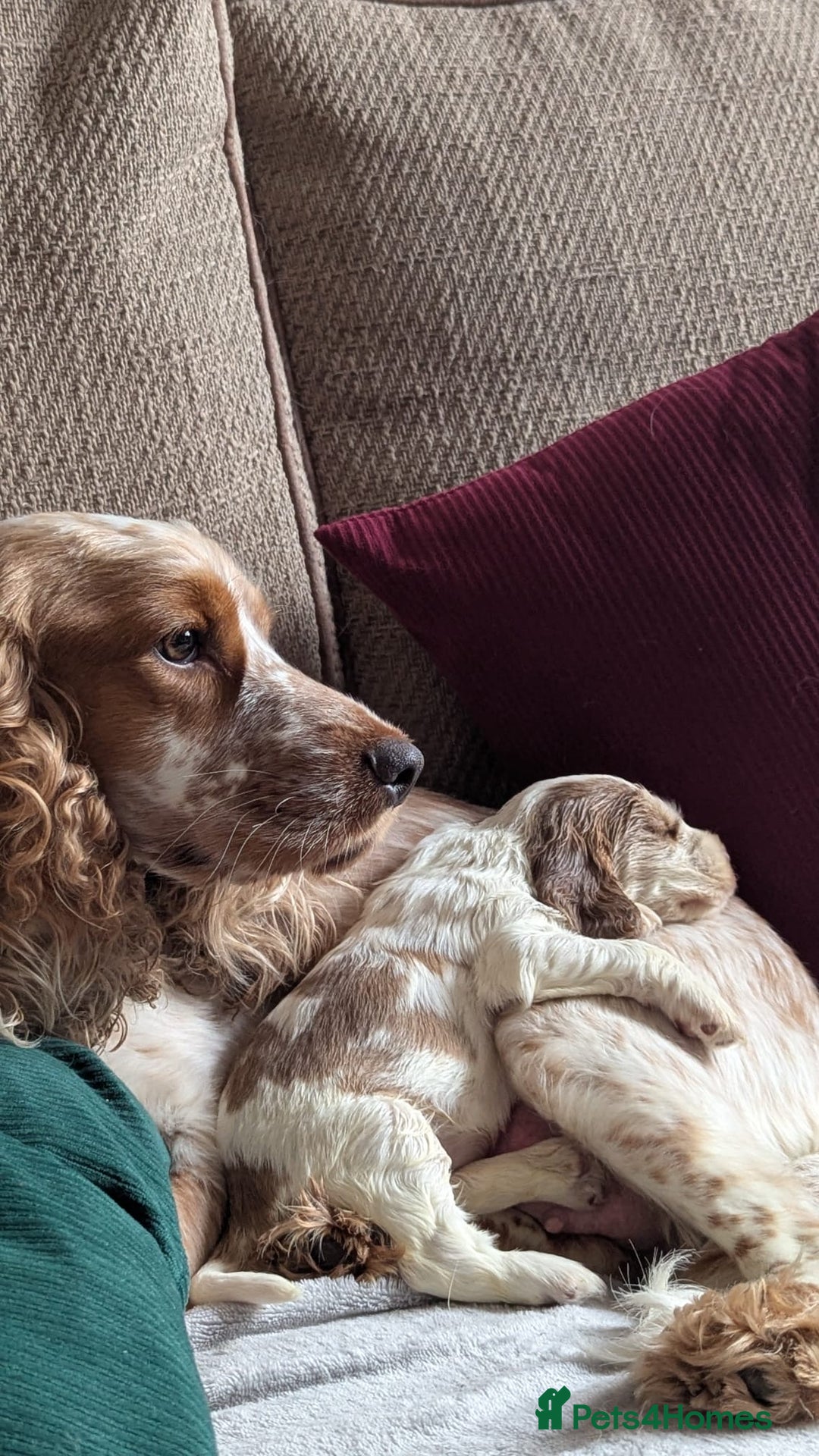 Cocker Spaniel dogs for sale: Show Type cocker spaniel puppies for sale - Image 8