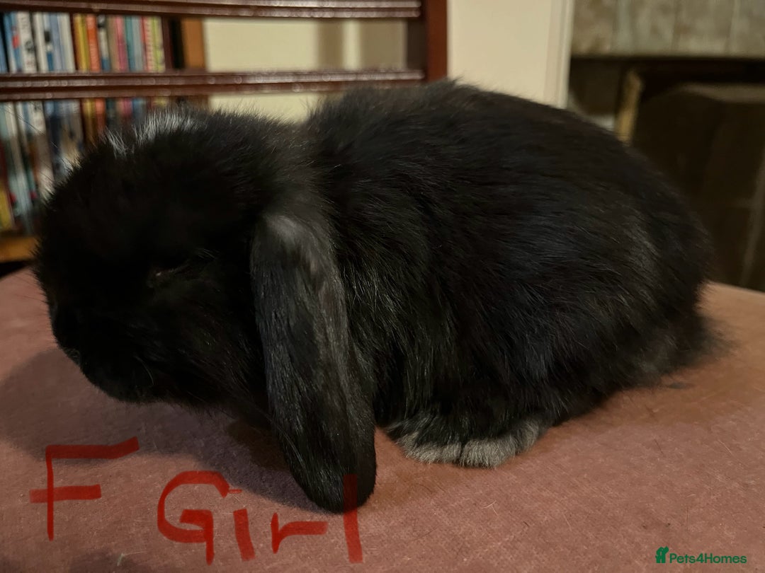 Mini Lop rabbits for sale: Fabulous Super Friendly Mini Lops - Advert 31