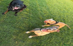 Mixed Breed dogs for sale: Rocco  - Image 5