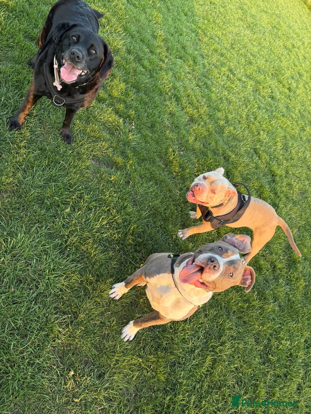 Mixed Breed dogs for sale: Rocco  - Image 5