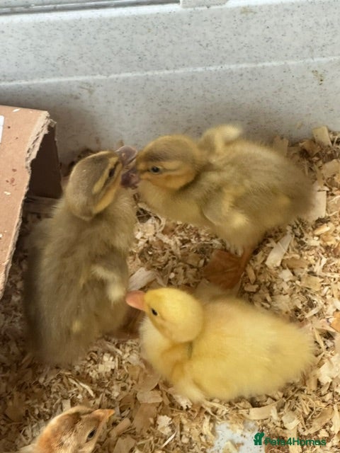 Mixed Breed poultry Beautiful Runner Duckling Chicks & Bantam Chicks - Advert 1