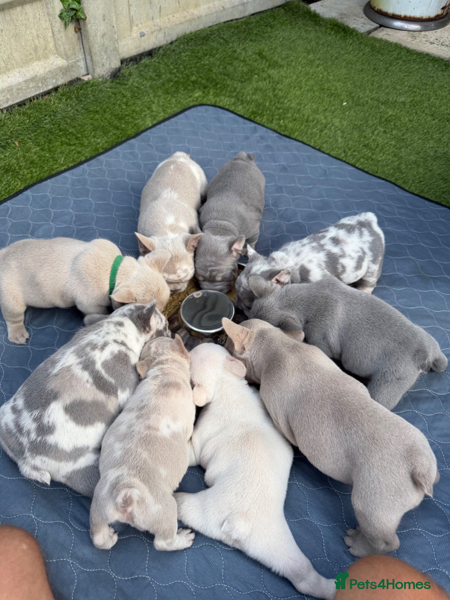French Bulldog dogs 5 weeks old french bulldog puppies for sale - Advert 2