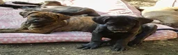 Mixed Breed dogs for sale: Beautiful Cane Corso / Bullmastiff Puppies  - Advert 18