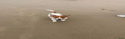 Jack Russell dogs for sale: Jack russel for sale - Advert 5