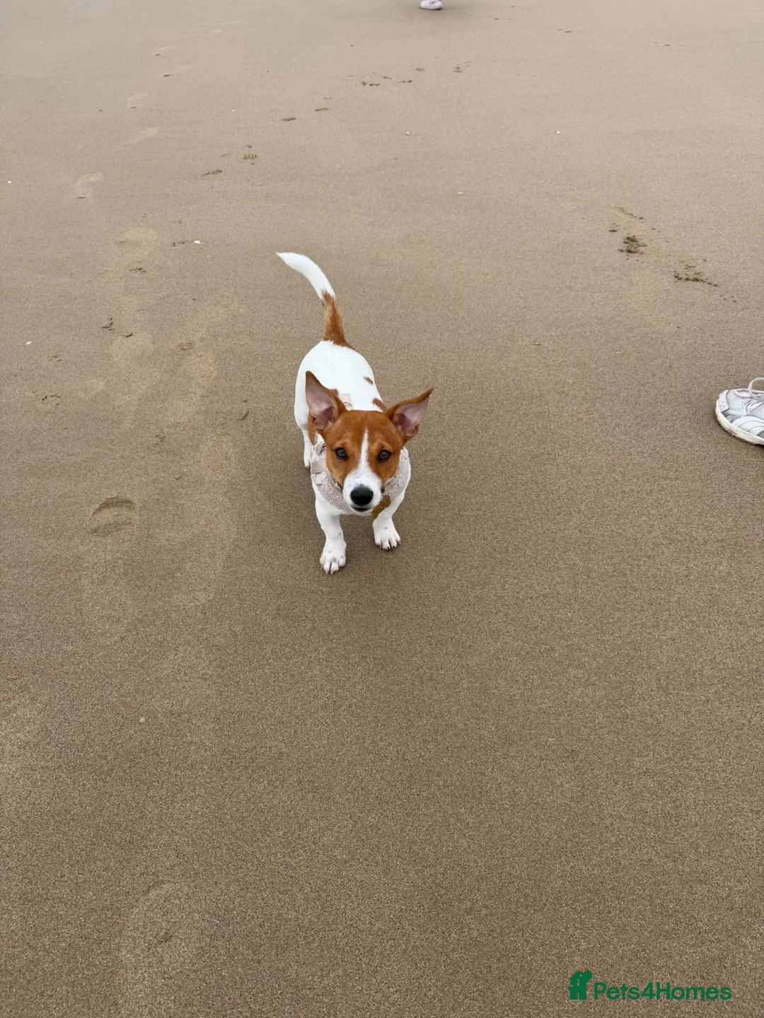 Jack Russell dogs for sale: Jack russel for sale - Advert 5