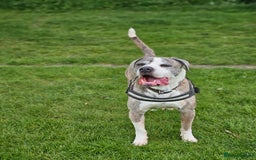 American Bulldog dogs for sale: American Bulldog for Adoption - Image 1