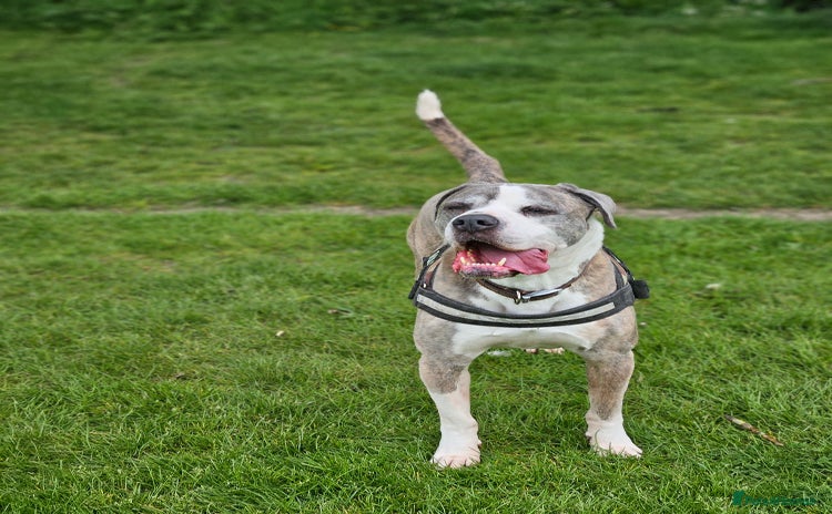 American Bulldog dogs - Advert 1