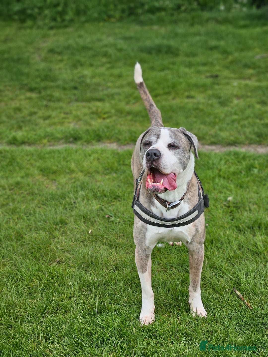 American Bulldog dogs for sale: American Bulldog for Adoption - Image 1