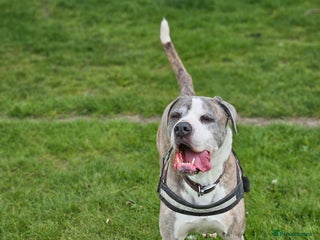 American Bulldog dogs for sale - Advert 1