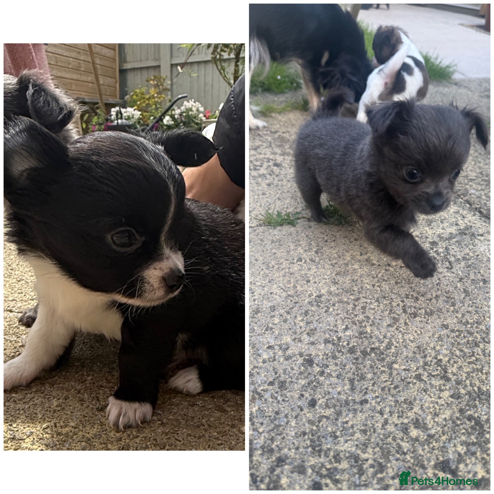 Chihuahua dogs Long haired chihuahua’s. Ready in 2 weeks! - Advert 3