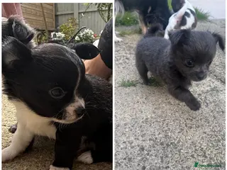 Chihuahua dogs Long haired chihuahua’s. Ready in 2 weeks! - Advert 3