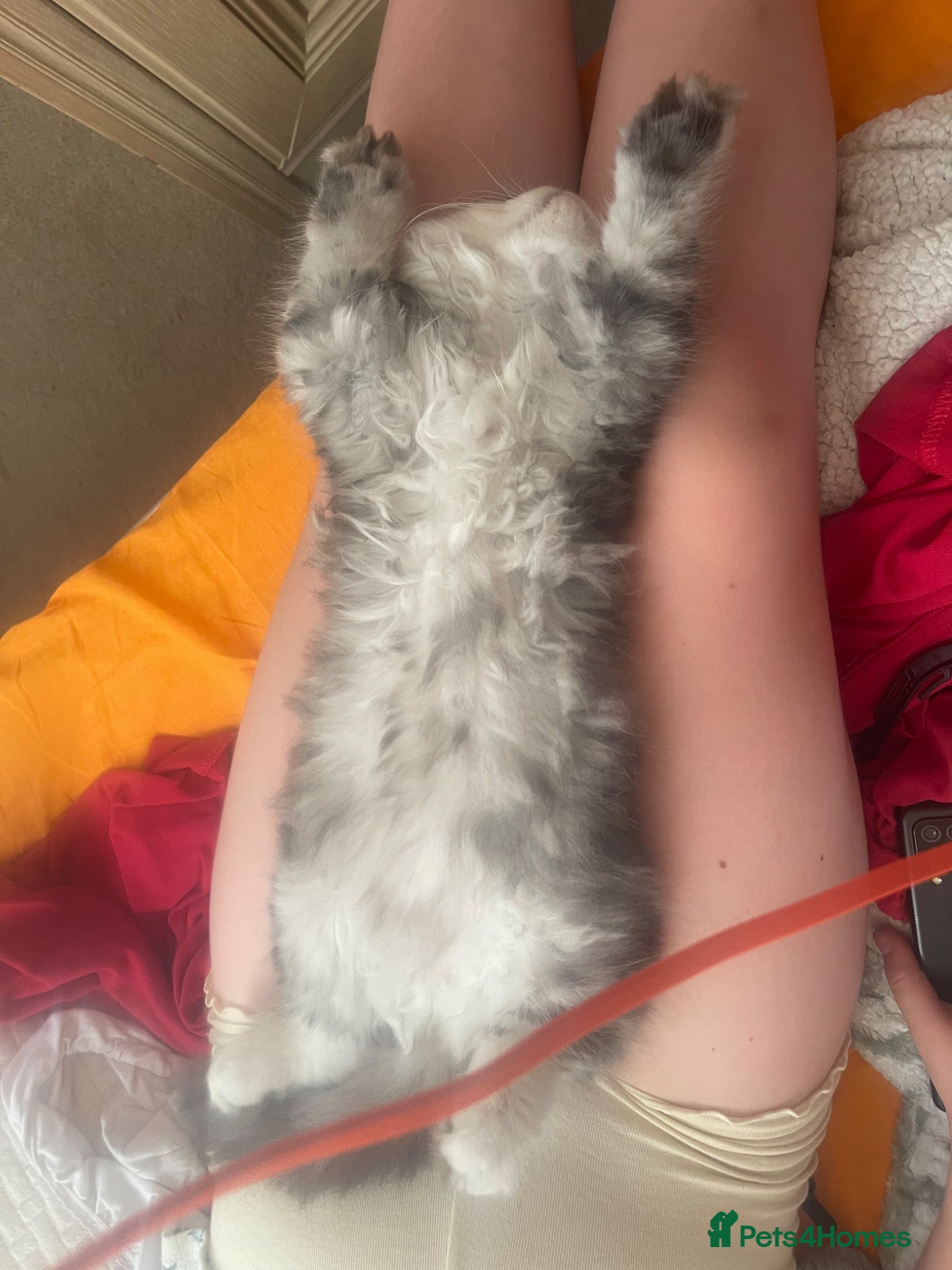 Scottish Fold cats for sale: Scottish Fold/Straight - Advert 2