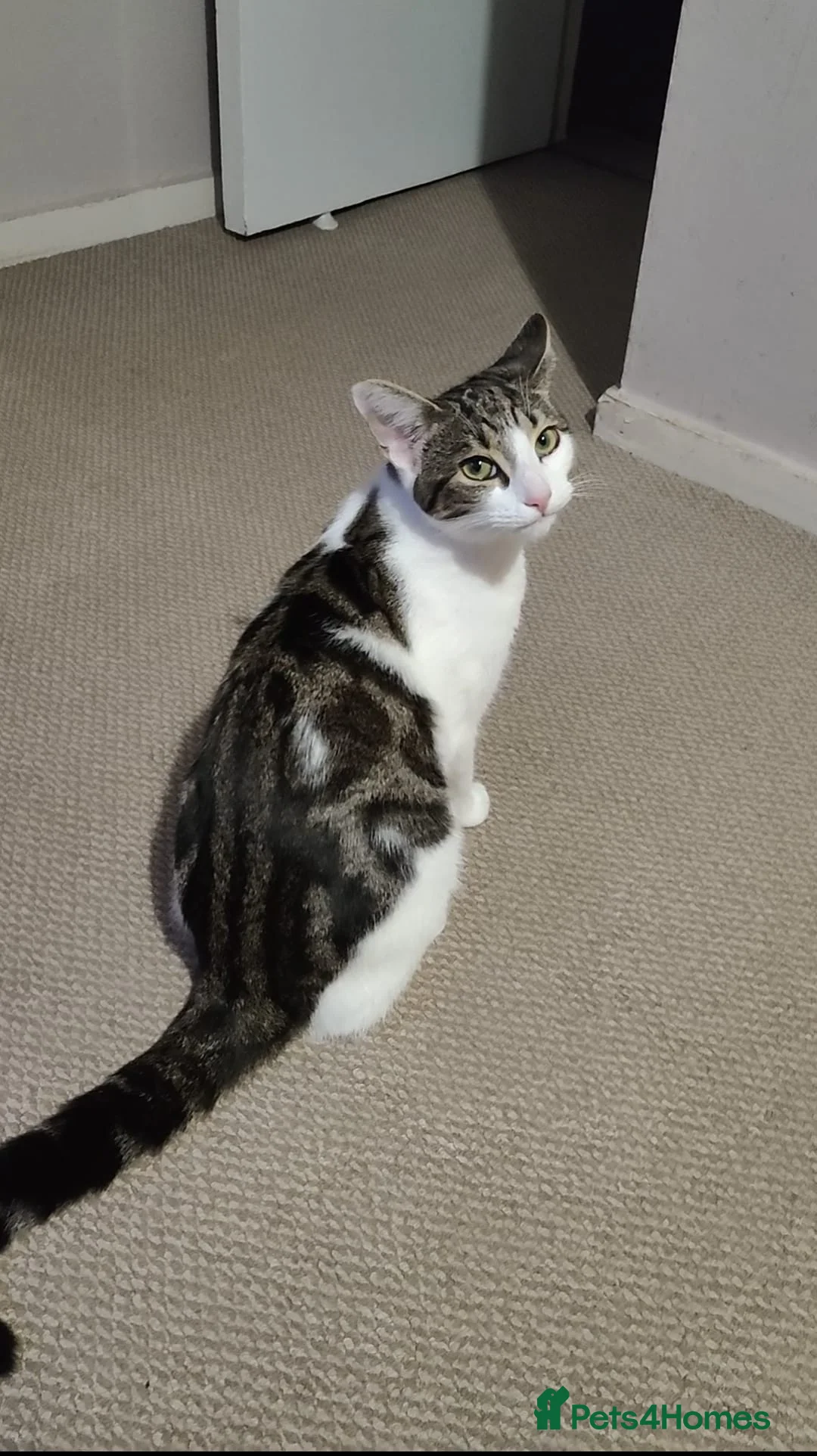 Domestic Shorthair cats for sale: Lucy is wonderful! - Advert 4