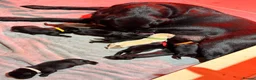 Labrador Retriever dogs for sale: Beautiful litter of Labrador Puppies  - Advert 32