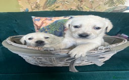 Goldador dogs for sale: Puppies- Goldadors (Golden retriever) (Labrador)  - Image 1