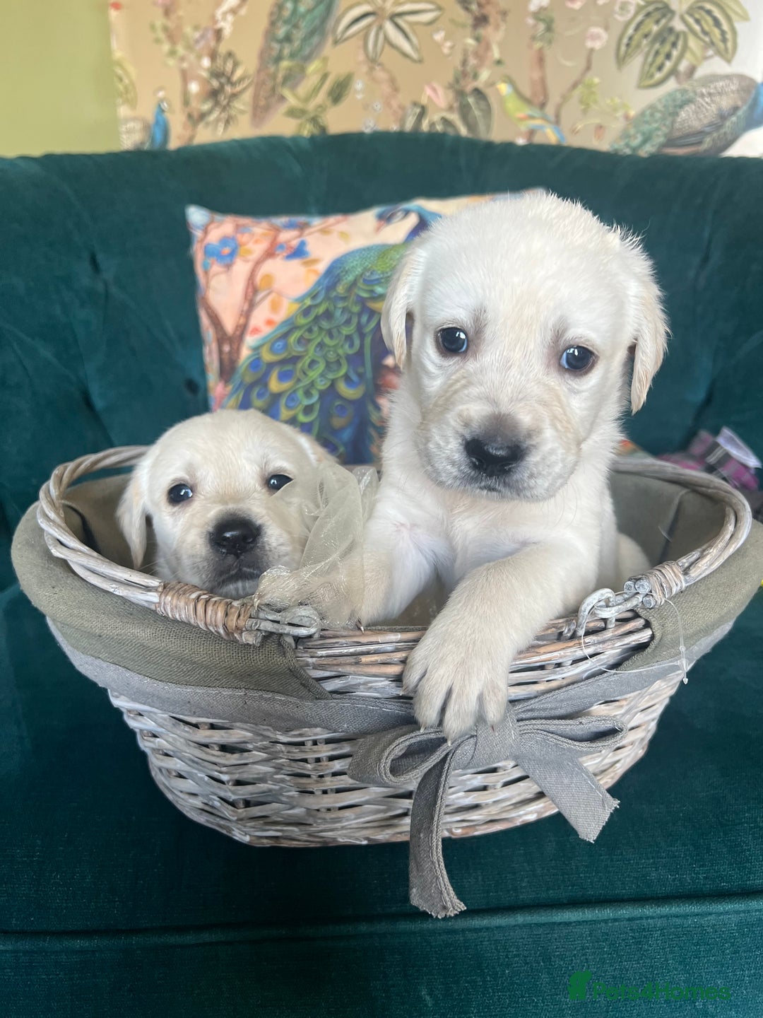 Goldador dogs for sale: Puppies- Goldadors (Golden retriever) (Labrador)  - Image 1