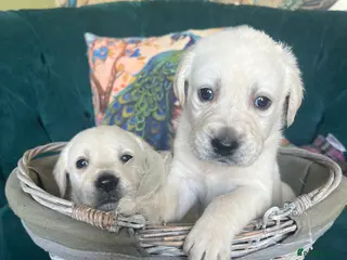 Goldador dogs Puppies- Goldadors (Golden retriever) (Labrador) - Advert 4