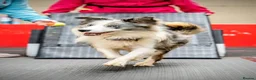 Border Collie dogs for stud: Handsome mac - Advert 2