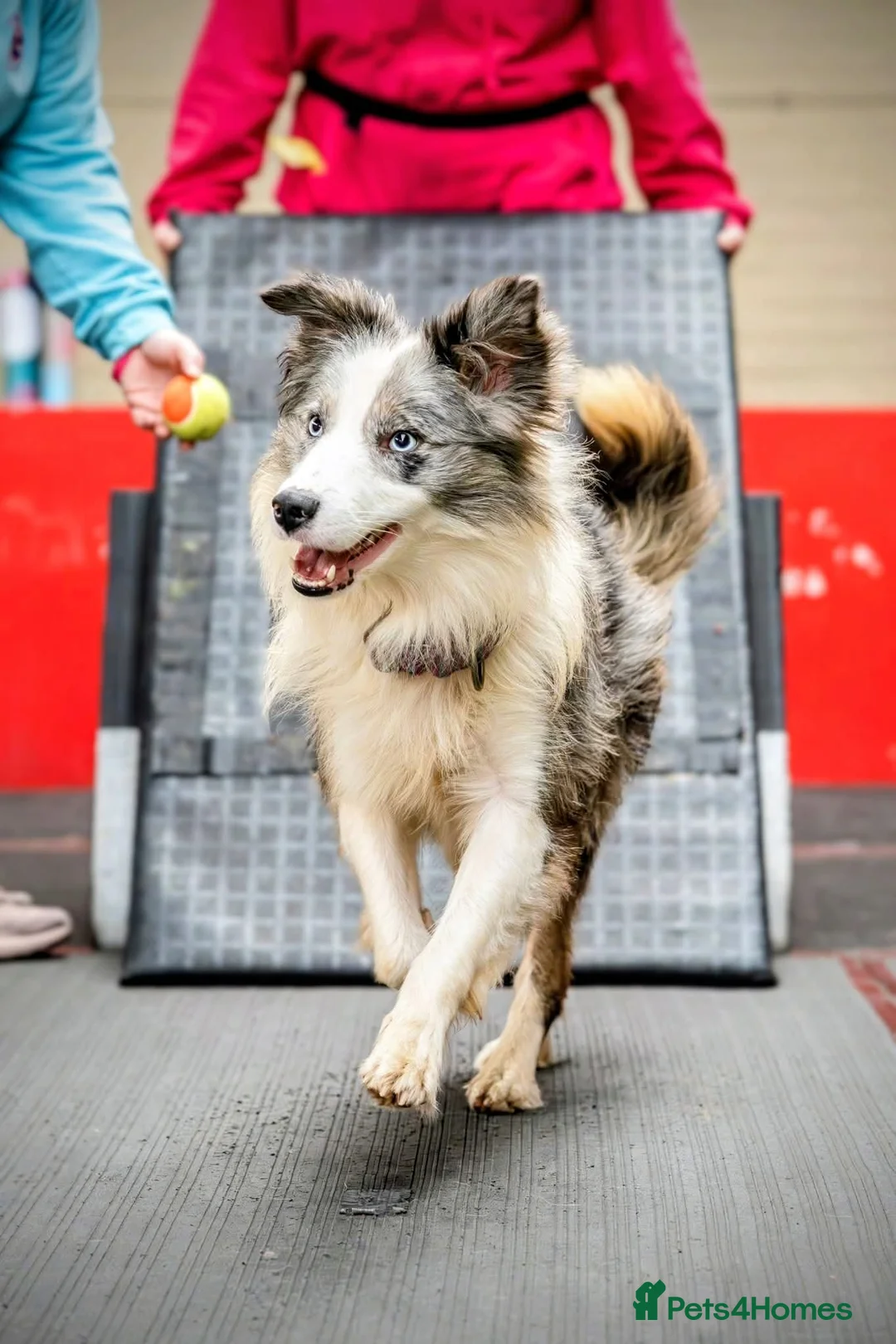 Border Collie dogs for stud: Handsome mac - Advert 2