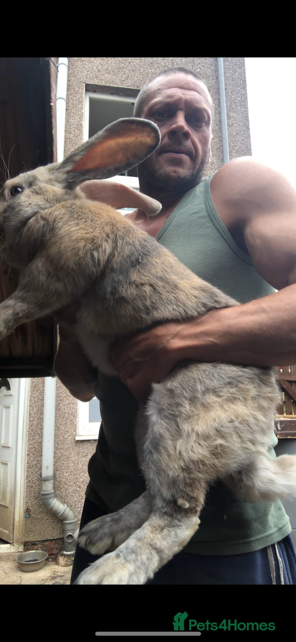 Continental Giant rabbits Continental giants  - Advert 17