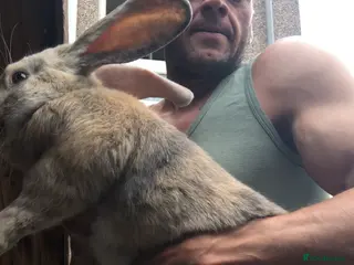 Continental Giant rabbits Continental giants - Advert 17