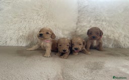 Cockapoo dogs for sale:  f1 cockapoos waiting list open now taking deposit - Image 7