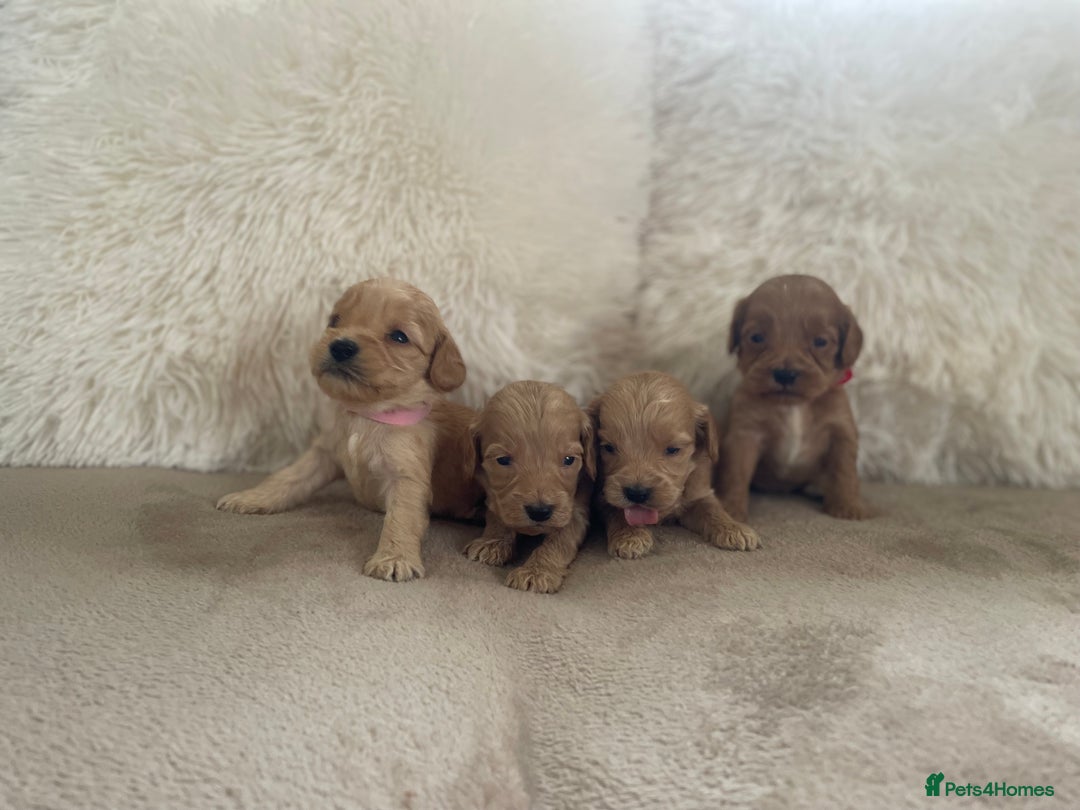 Cockapoo dogs for sale:  f1 cockapoos waiting list open now taking deposit - Image 7