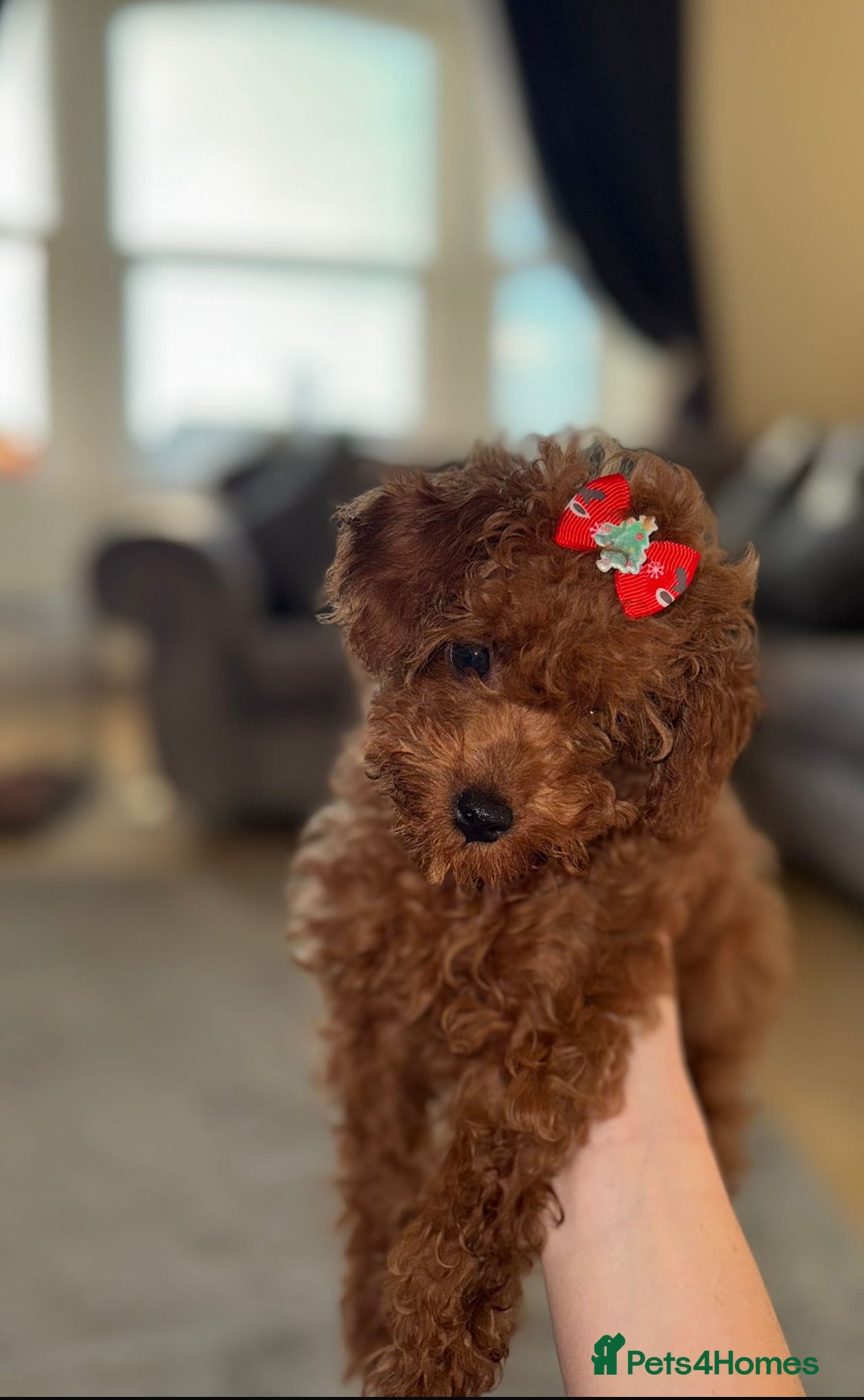 Toy Poodle dogs  **  poodle - Advert 16