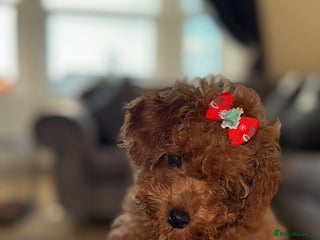 Toy Poodle dogs ** poodle - Advert 1