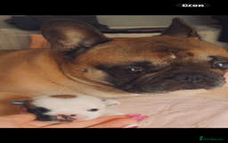 French Bulldog dogs for sale: Red pied female  - Image 5