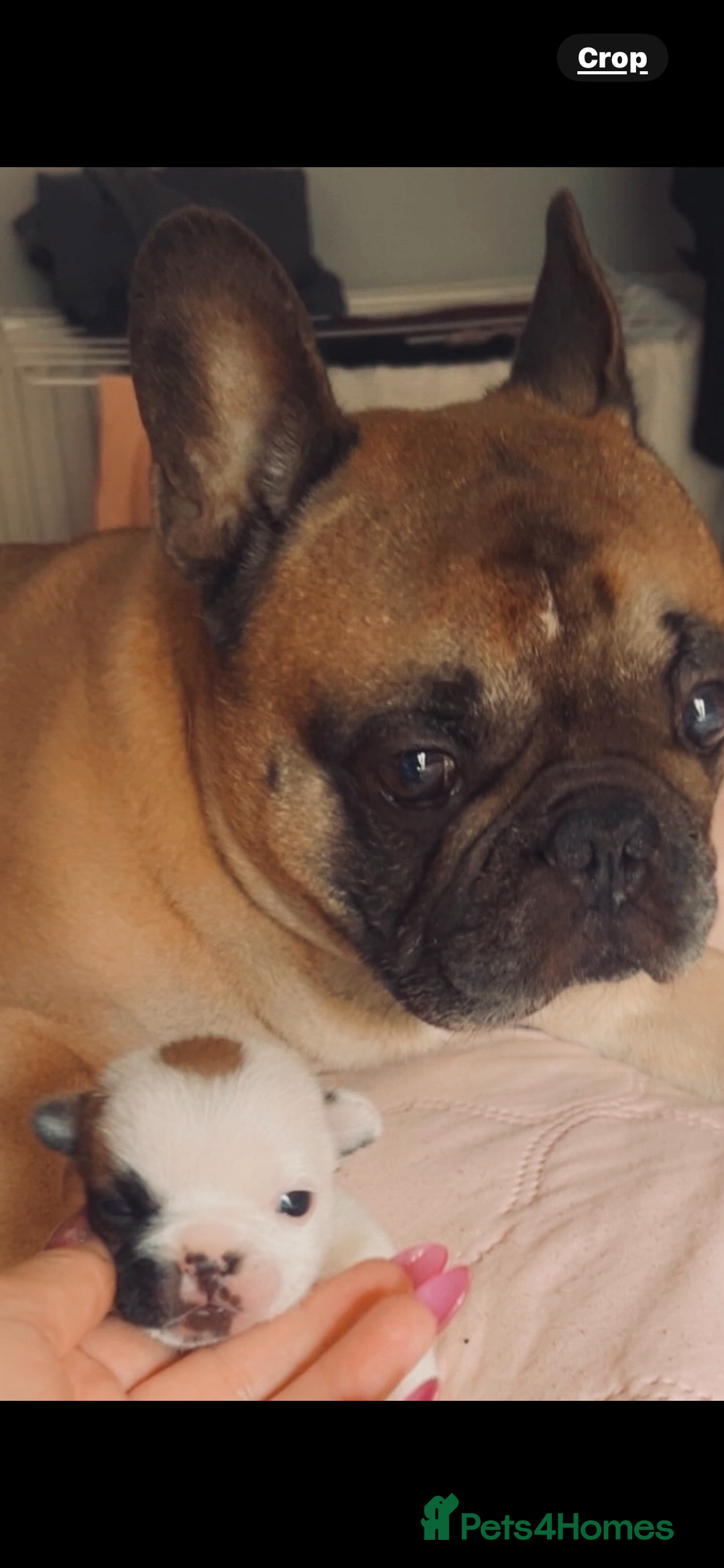 French Bulldog dogs for sale: Red pied female  - Image 5