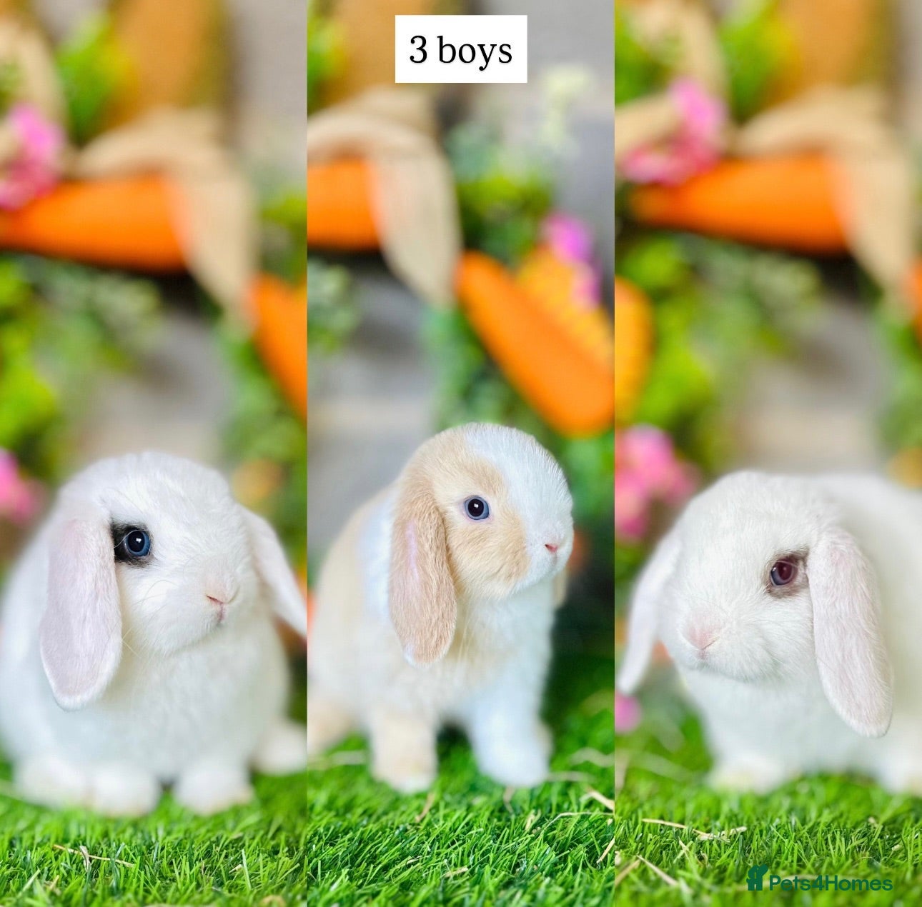 Mini Lop rabbits Mini Lops - Advert 12