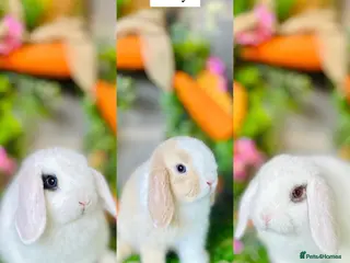 Mini Lop rabbits Mini Lops - Advert 12
