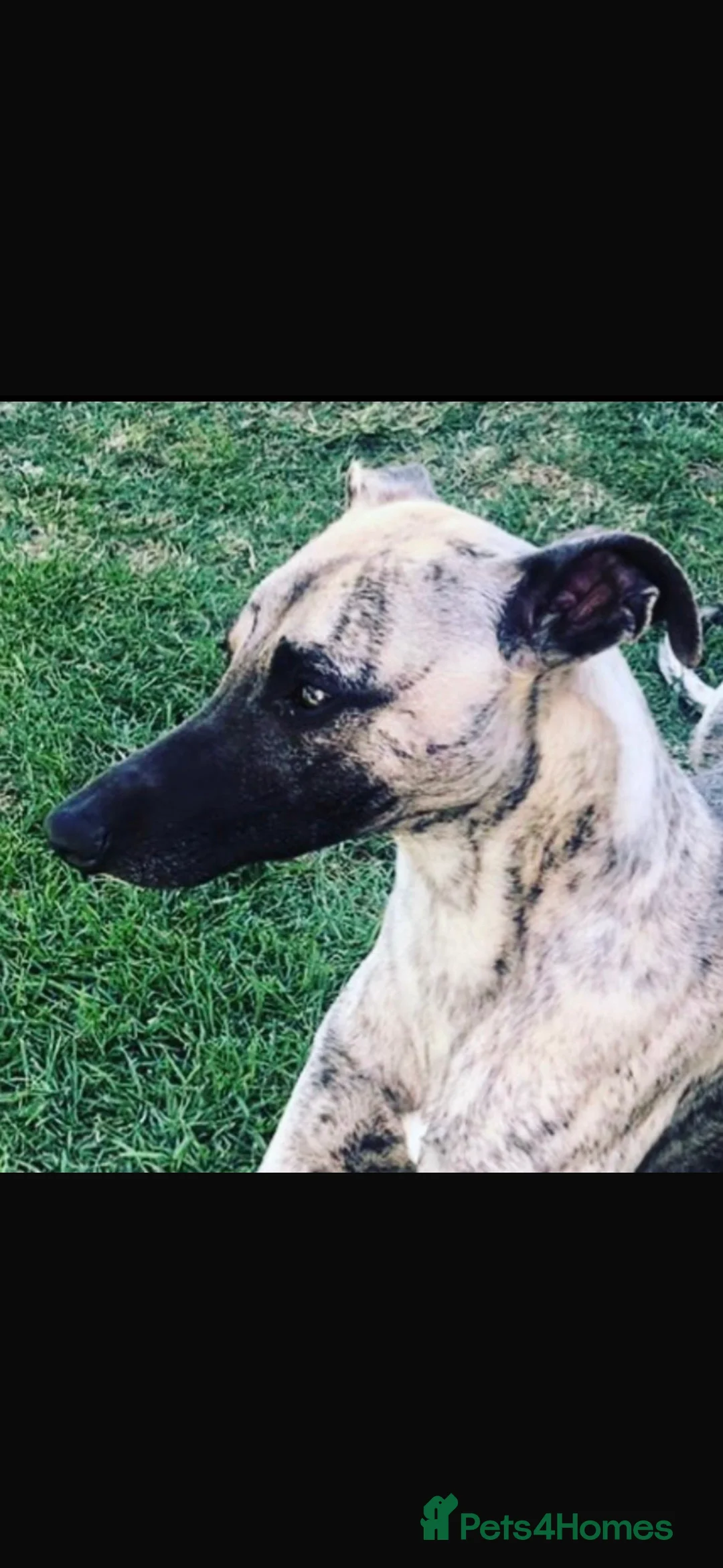 Whippet dogs for sale: KC REGISTERED WHIPPETS  in Liverpool - Advert 9