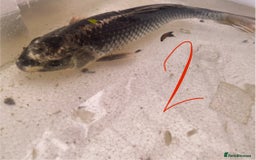 Koi Carp fish for sale: Mixture of Koi  - Image 4