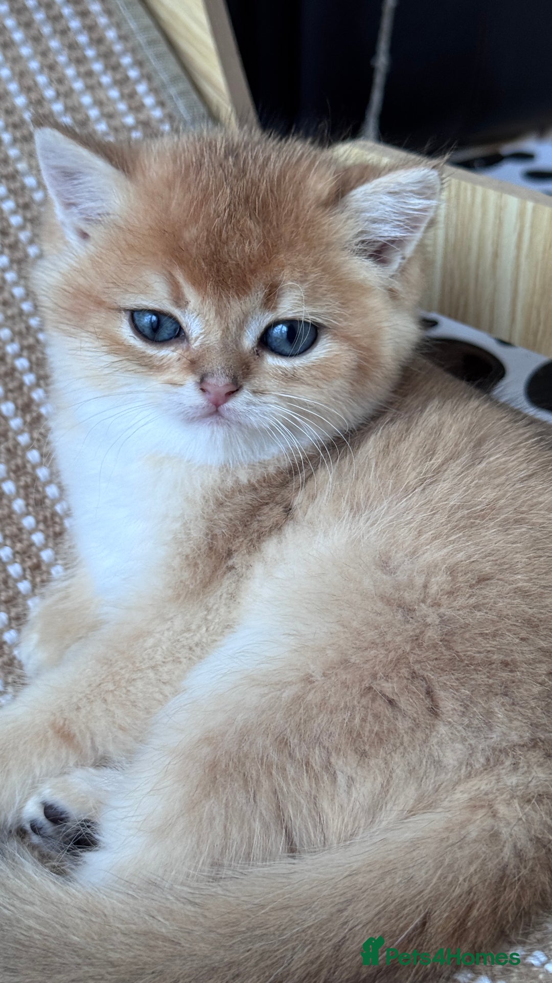 Blue Eyes Black Golden British Shorthair Cute Black Golden British