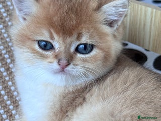 British Shorthair cats - Advert 4